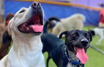 The Top 5 Ways to Celebrate National Dog Day