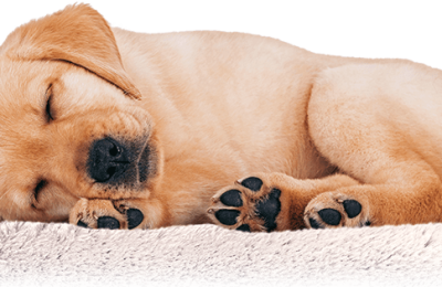 Your Dog Boarding Checklist