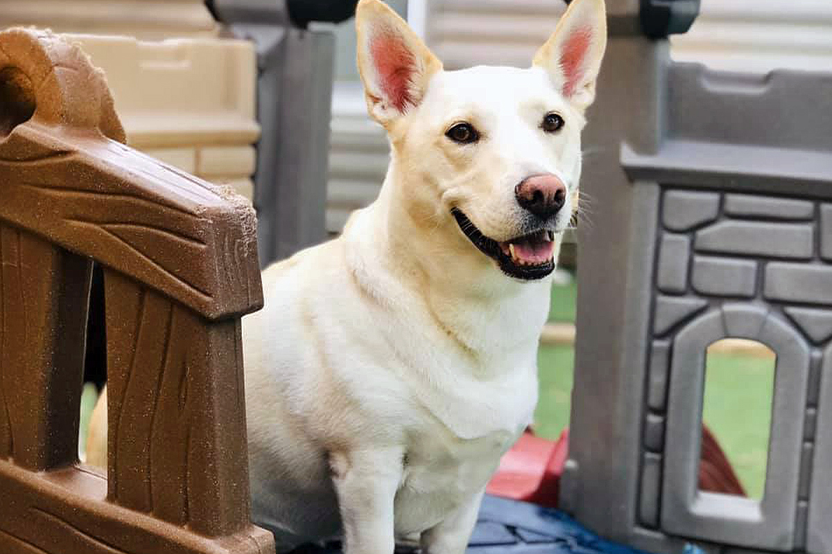 Central Bark Grayslake dog boarding