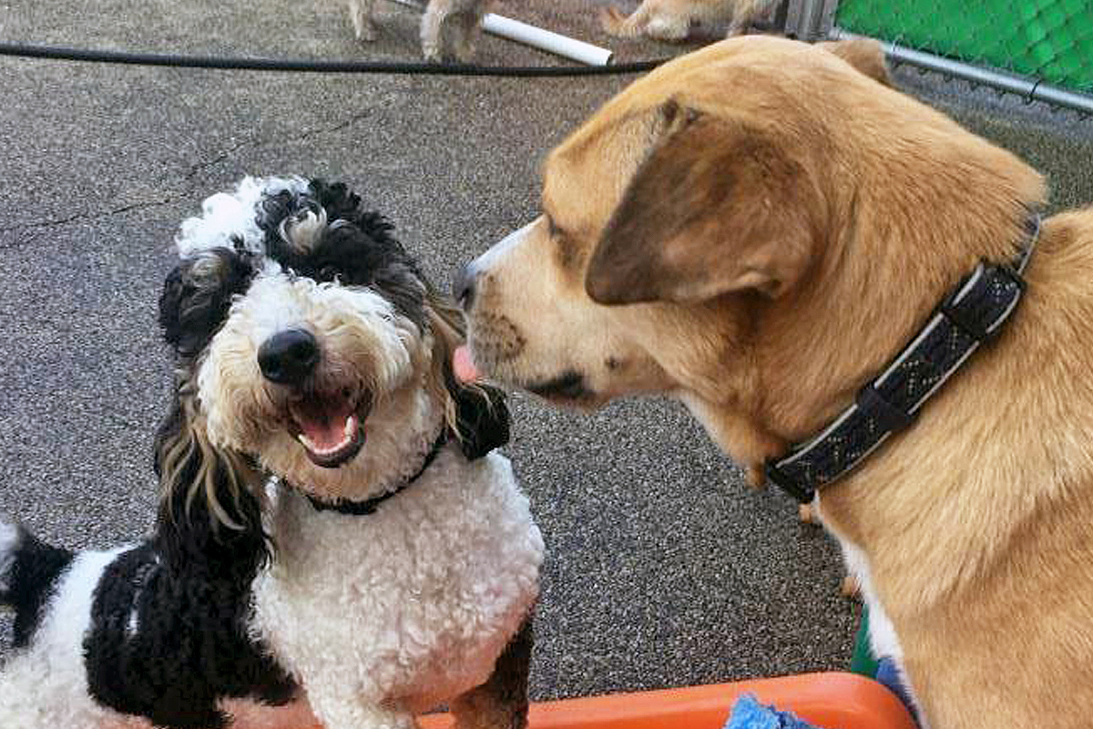 Central Bark Grayslake boarded doggies