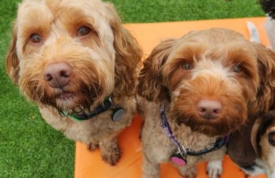 Congratulations, Fonzie & Roux!