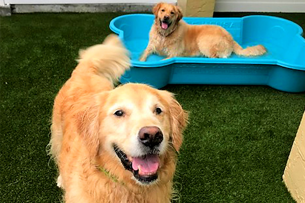 Two brown dogs in the outdoor play area