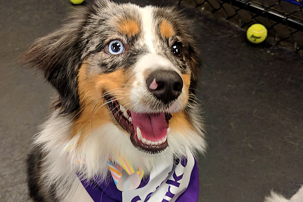 Central Bark Jacksonville - brown doggy posing for camera