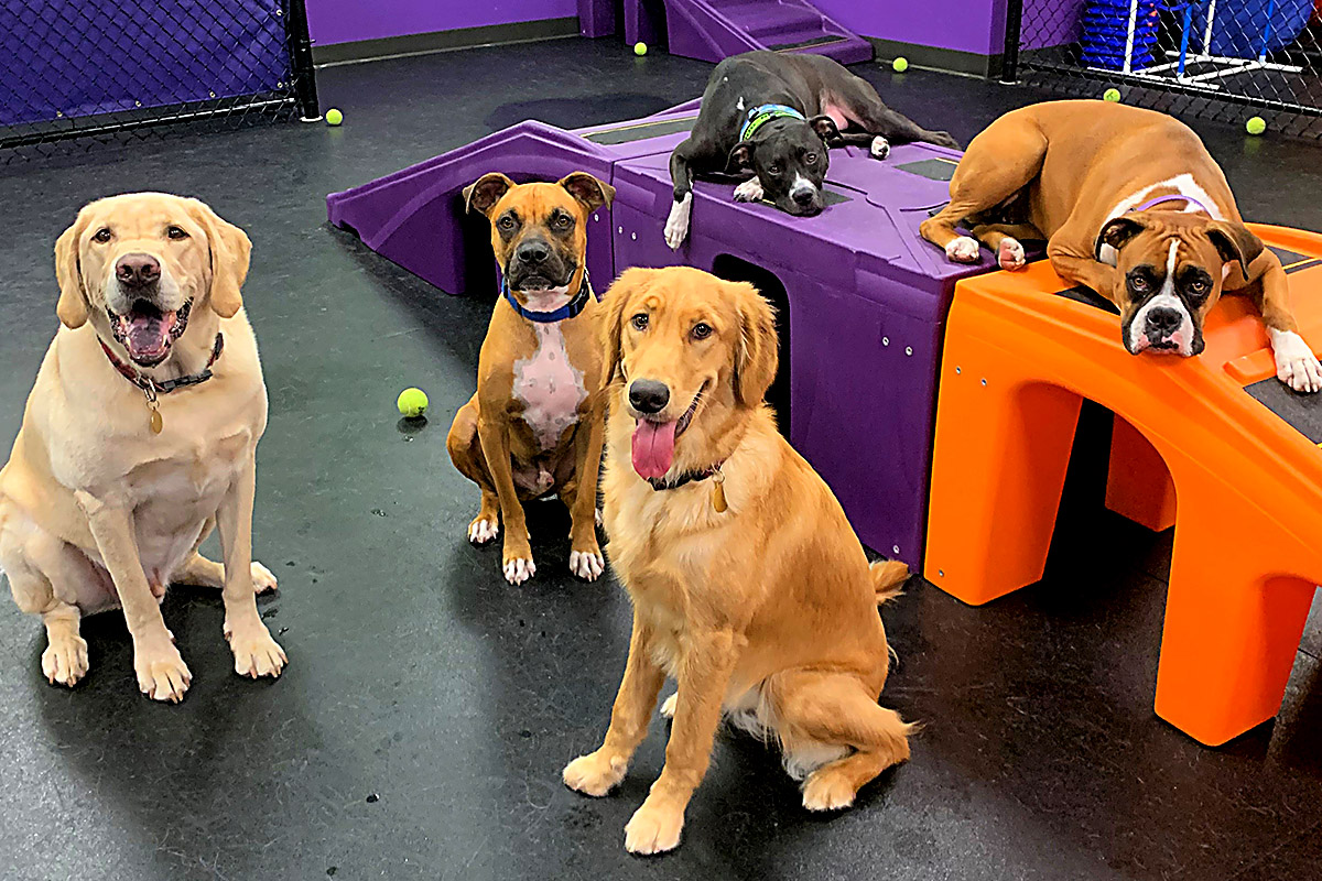 dogs looking at camera at Central bark Jacksonville