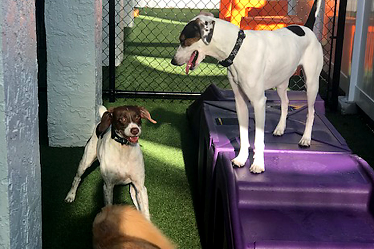 Two dogs in the indoor play area