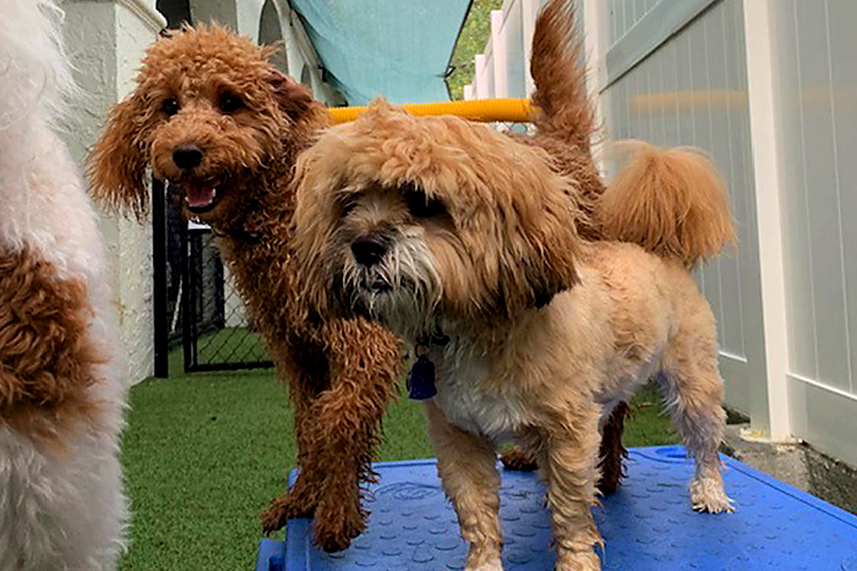 brown dogs at central bark jacksonville