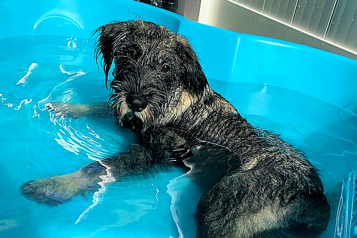 puppy in a pool at central bark Jacksonville
