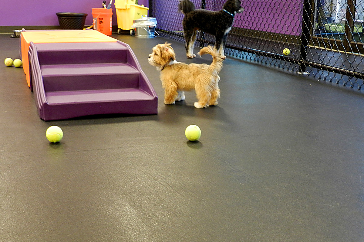 Small dog in central bark indoor playground
