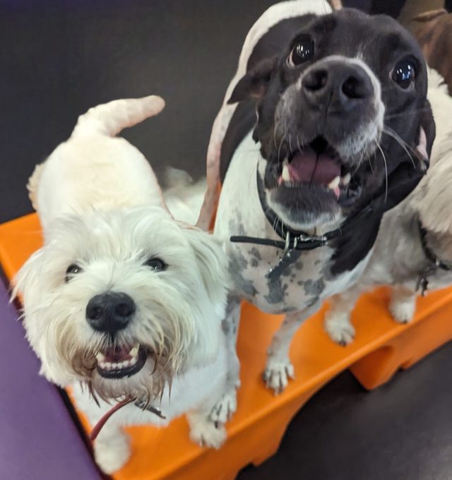 Congratulations, Harry & Archie!