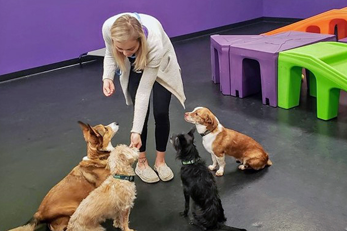 Central Bark trainer with four doggies