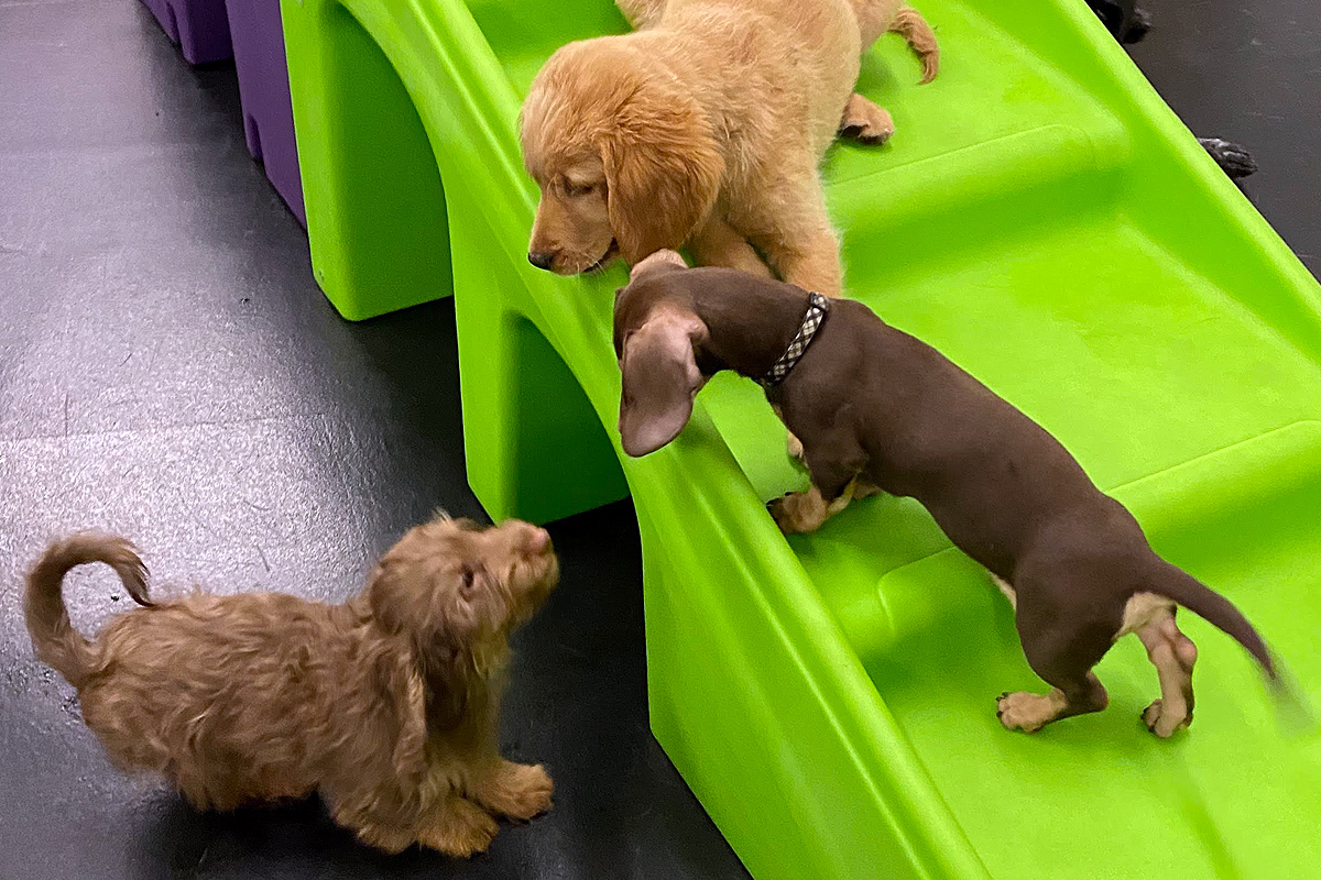 three pups playing indoors