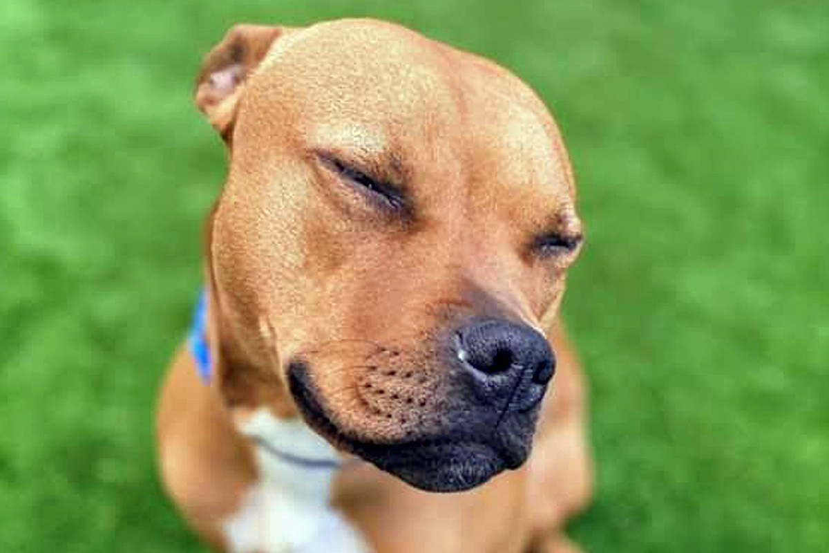 brown doggy posing with eyes closed