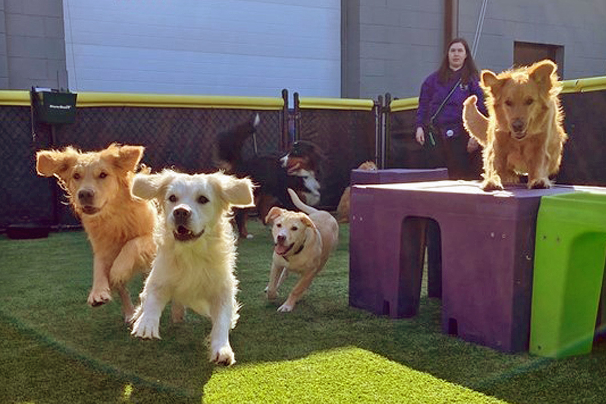 pups running on the playground