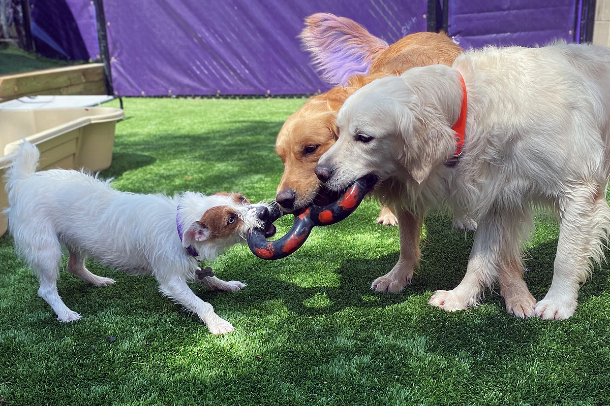 pups playing on the playground