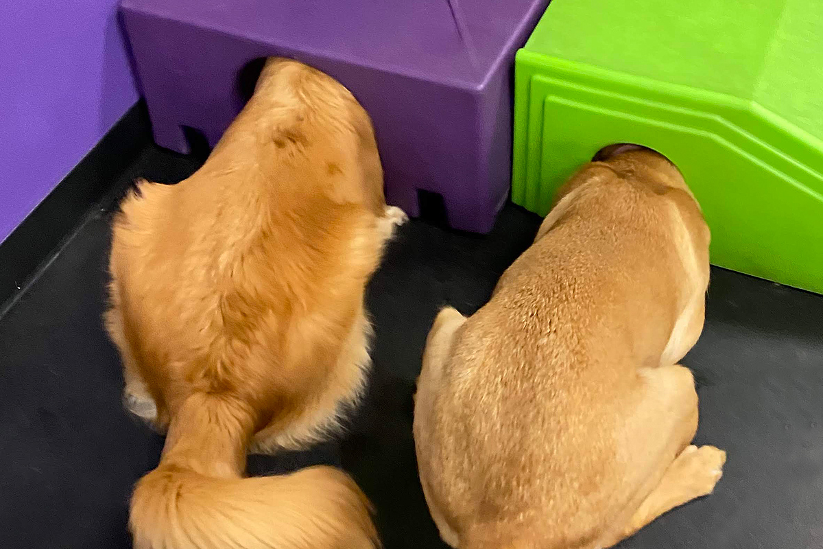 two doggies playing at Central Bark doggy day care