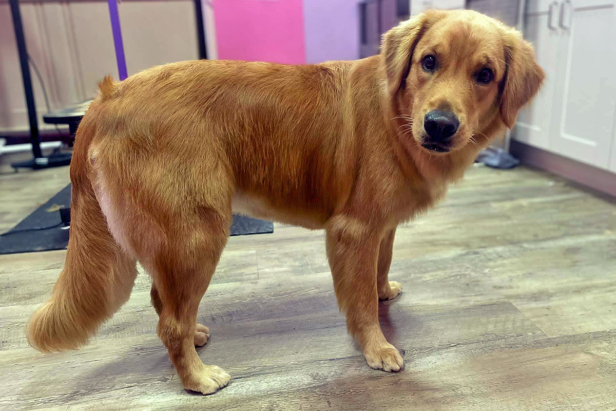 brown dog at Central Bark salon
