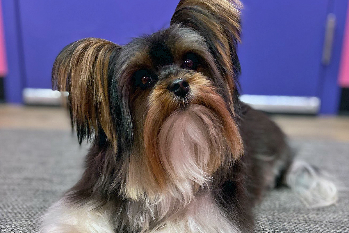 doggy after grooming with long hair