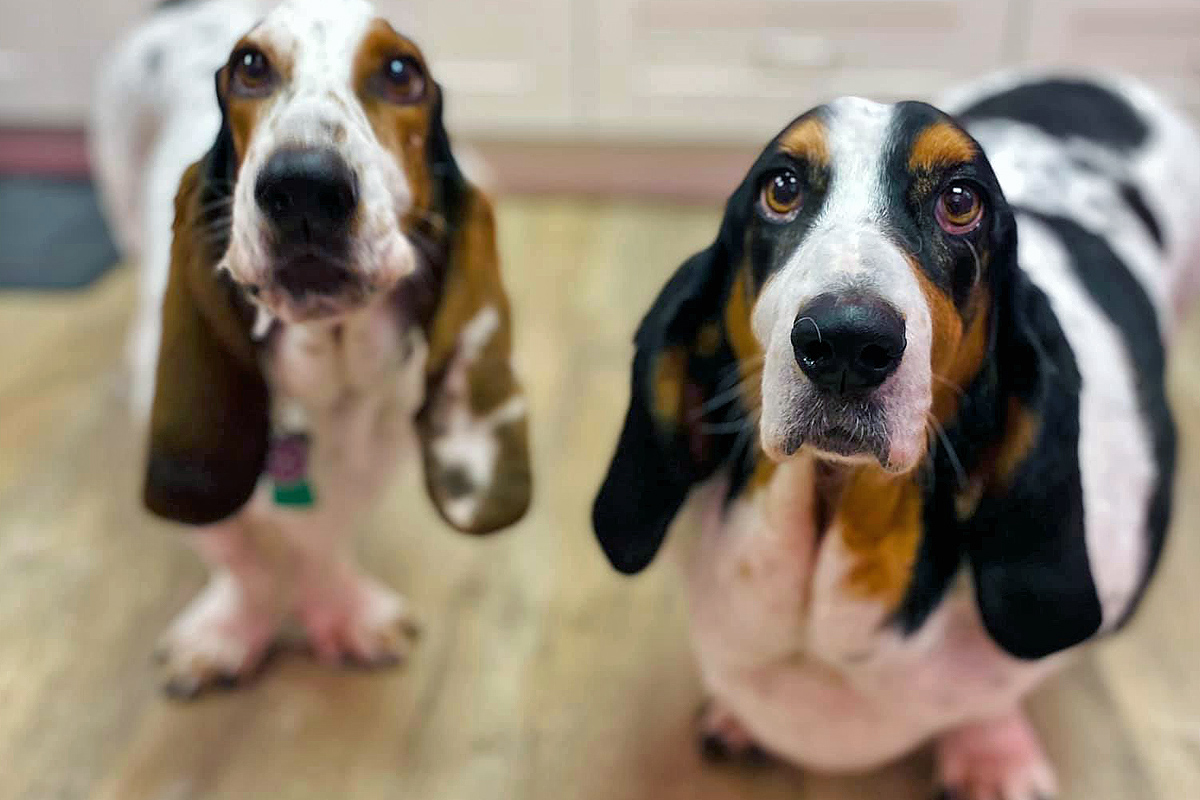 two doggies posing at camera after grooming