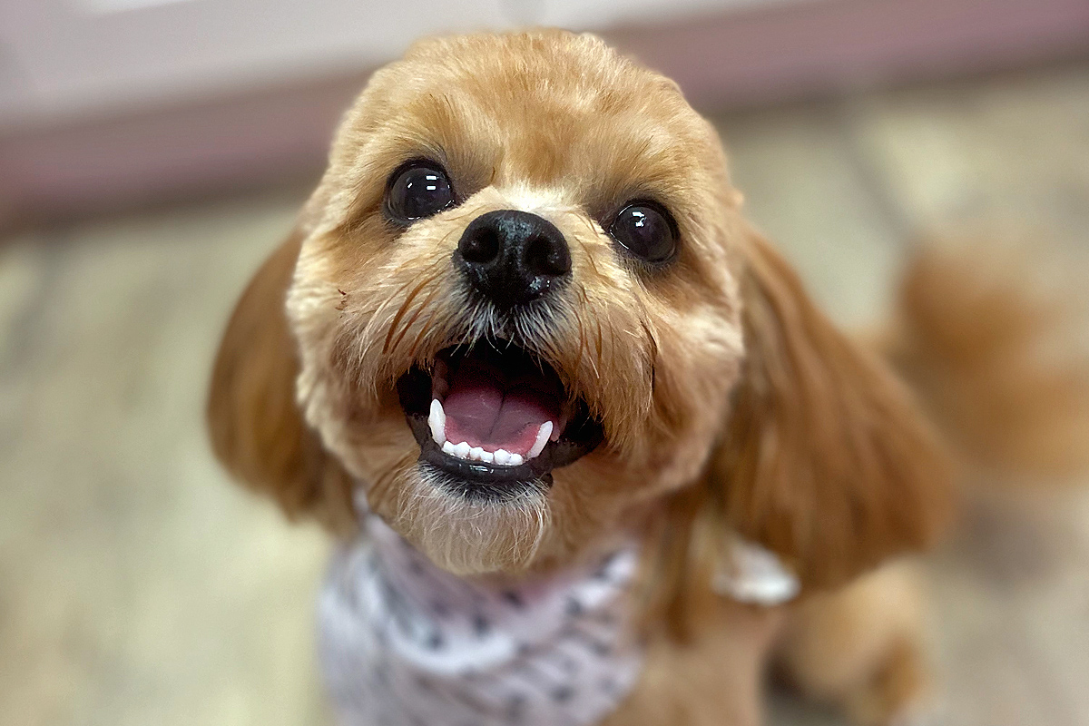 brown doggy after grooming