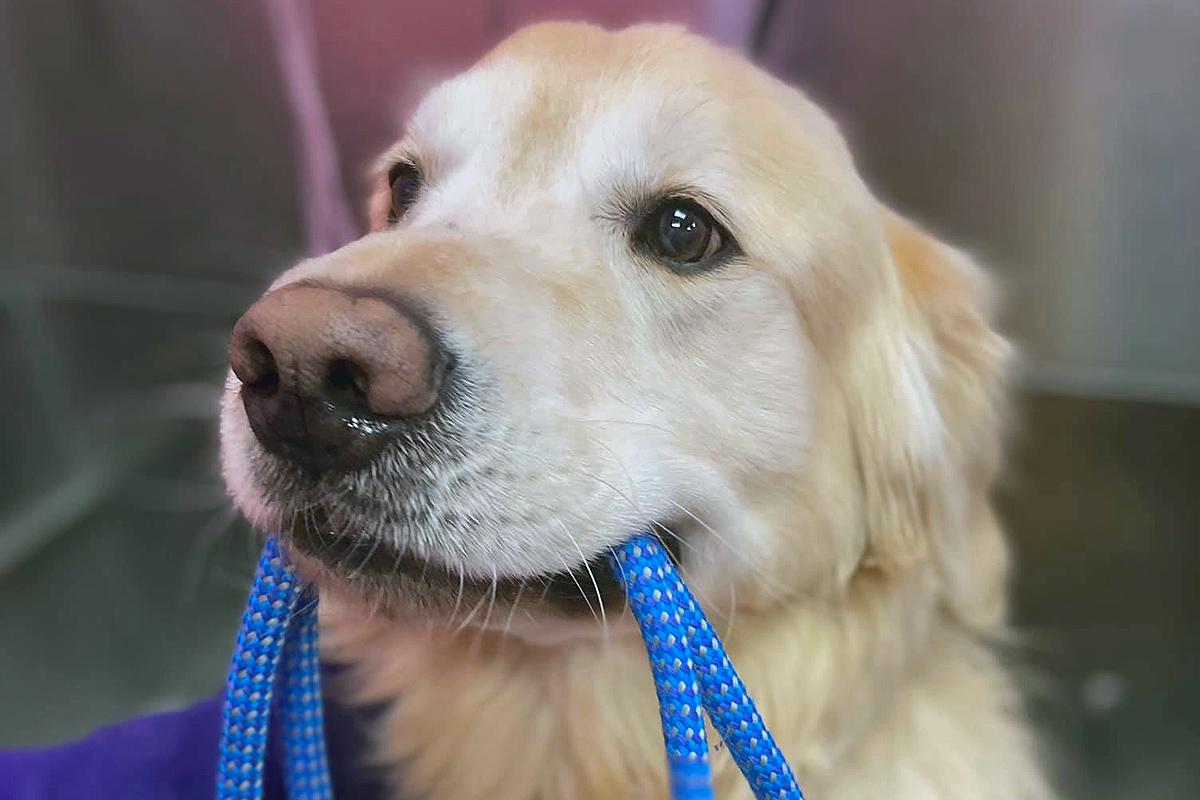 doggy at Central Bark Rochester dog grooming