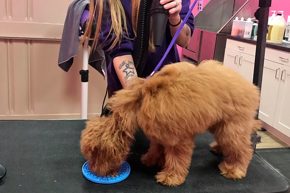 brown doggy during grooming