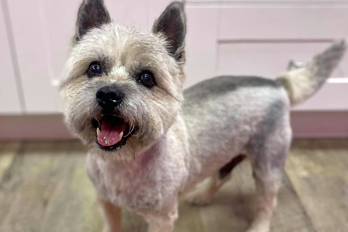 doggy after grooming