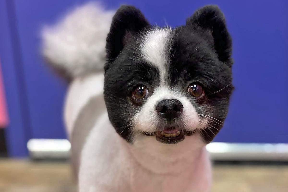 black and white doggy after grooming