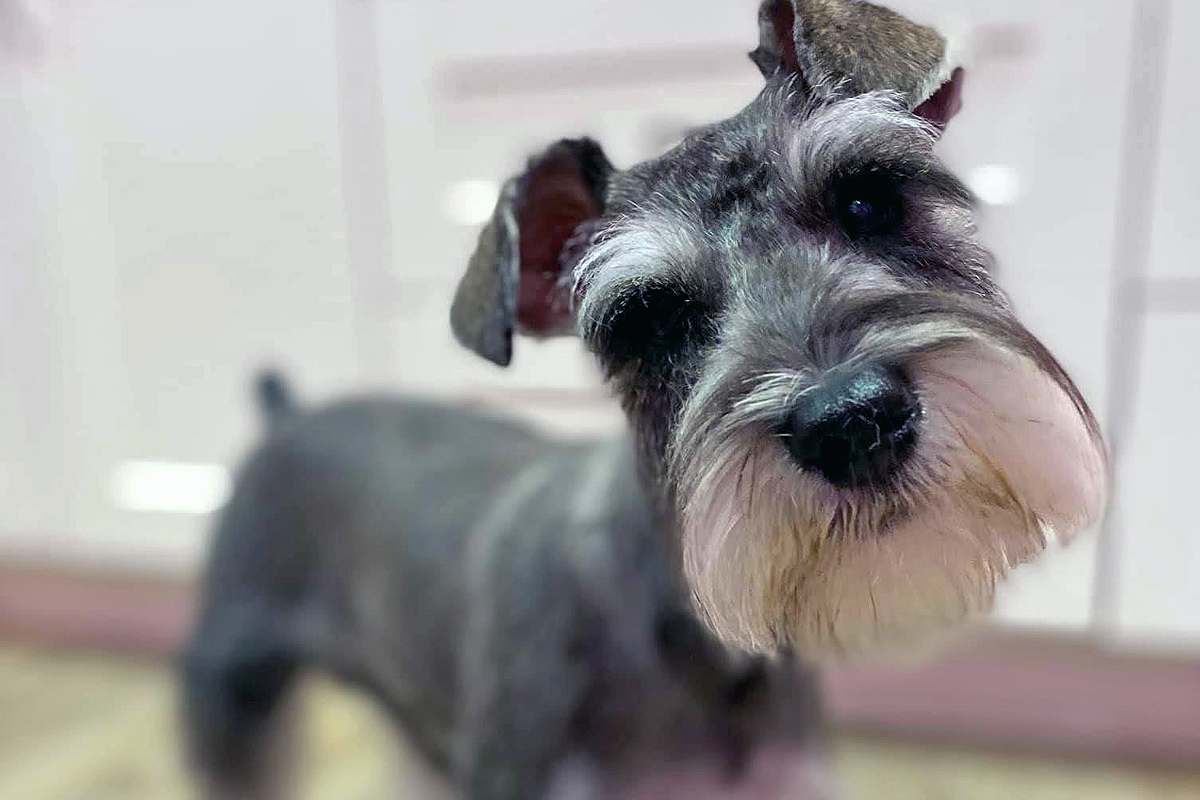 doggy after grooming posing at camera