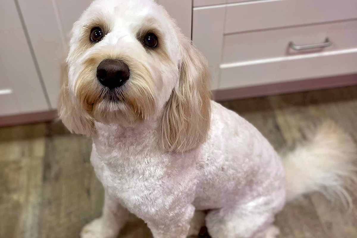 white doggy after grooming
