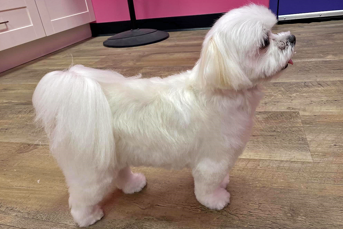 white doggy after grooming