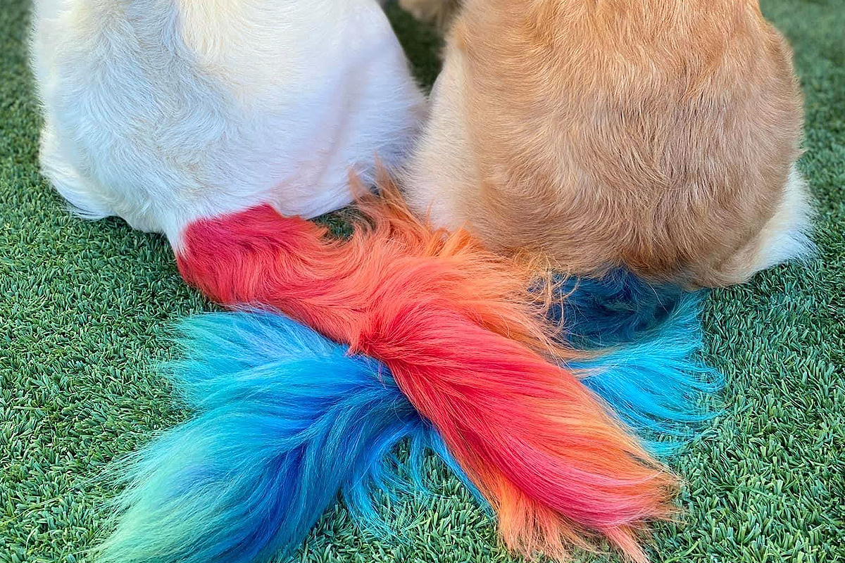 colored tails of doggies