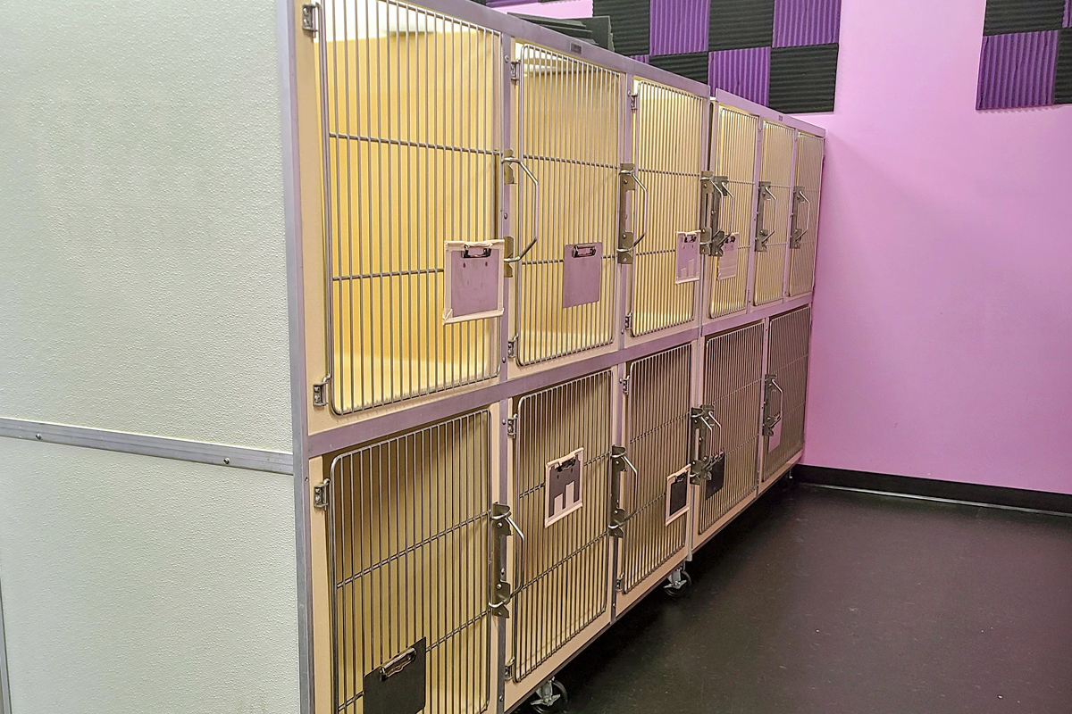 Central Bark Rochester dog boarding center