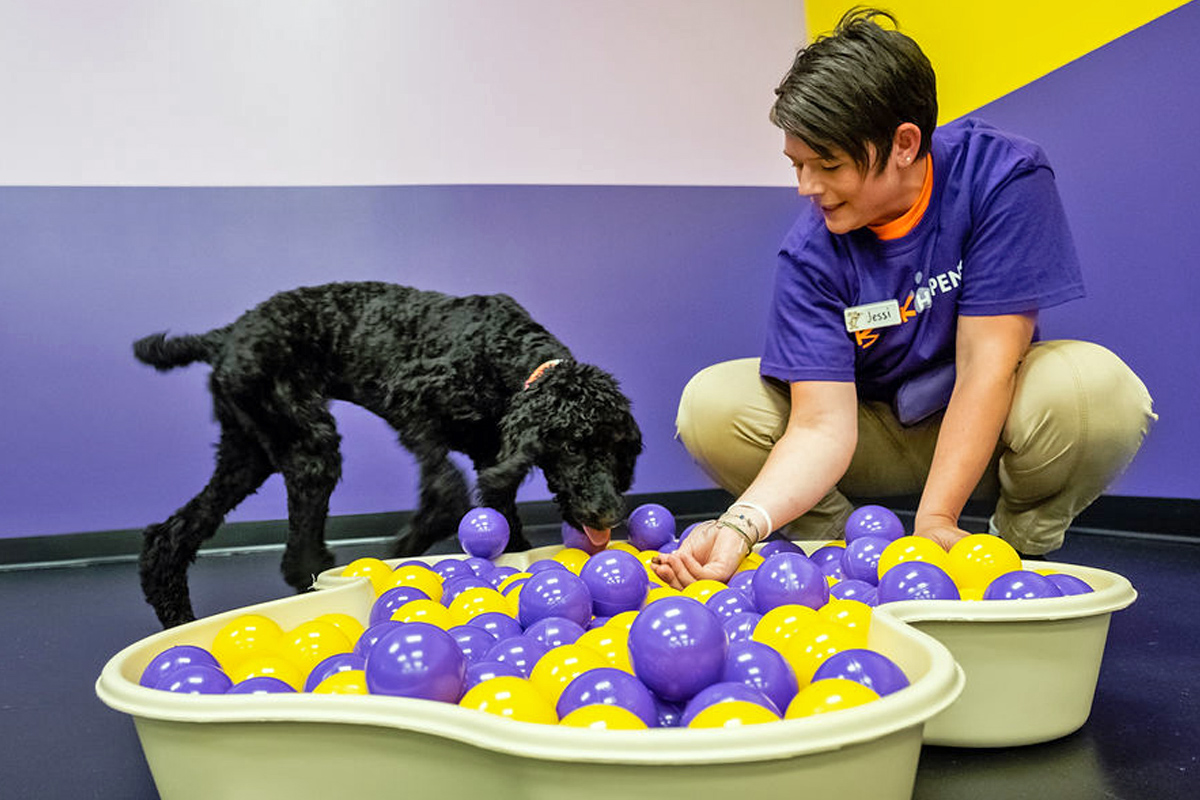 Central Bark Rochester dog training