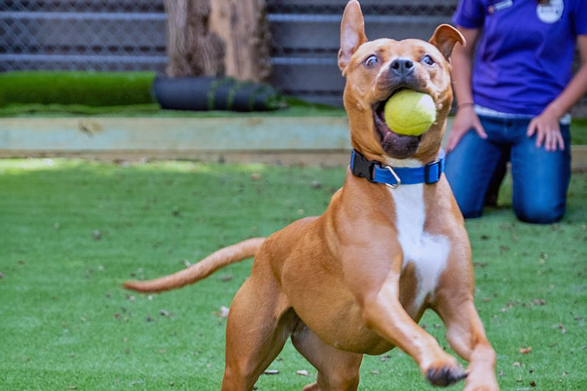 brown dog wit tennis ball in mouth playing