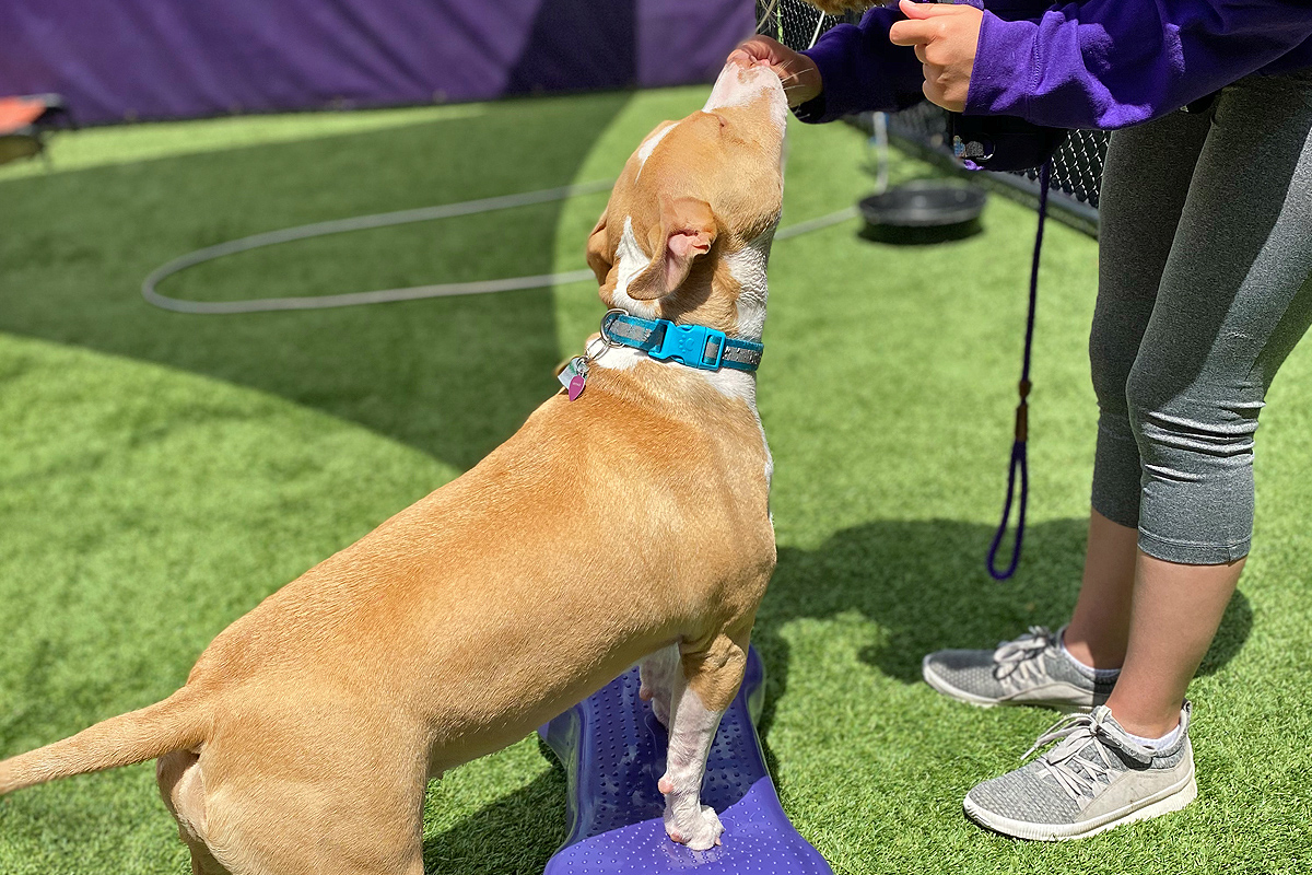 Central Bark Rochester trainer with doggy