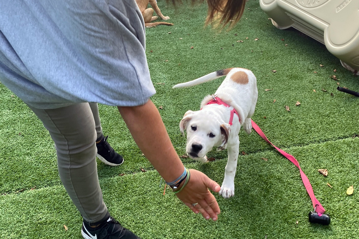 trainer with doggy