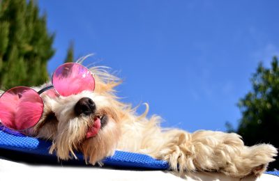 holiday pet boarding